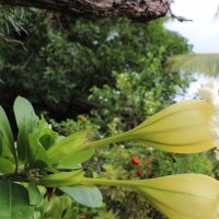 <i>Solandra longiflora</i>  Tussac